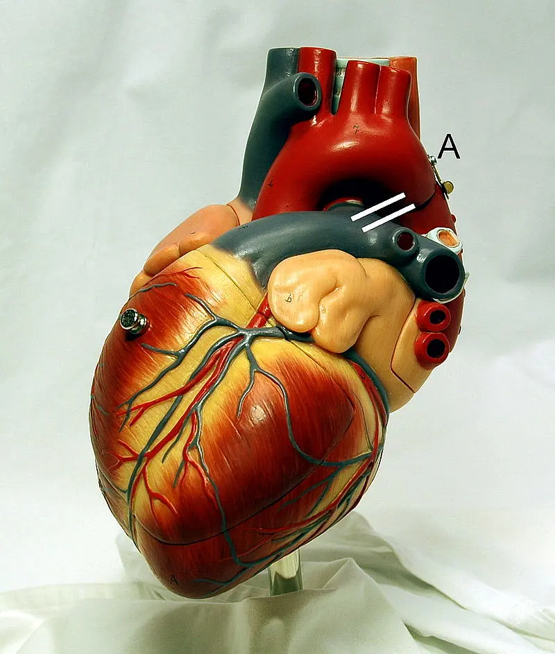 Pausing The Flow: New Guidelines To Control Blood Pressure
