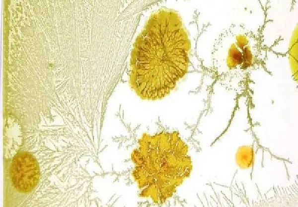 The Art Of Synthetic Bio