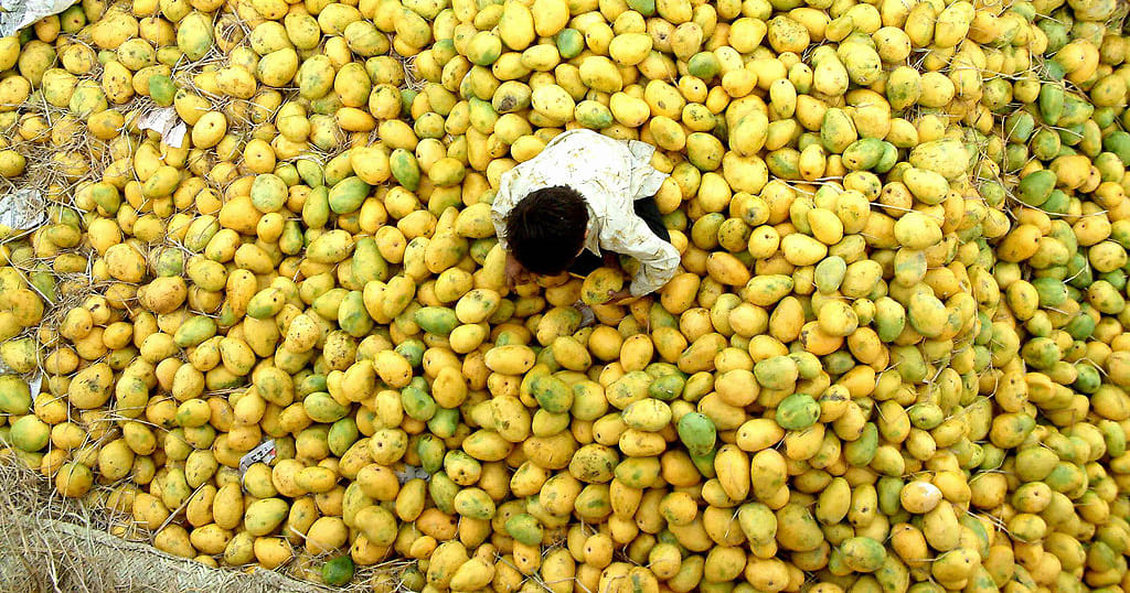 A Complete History Of The Mango - From The Times of Mauryas To Mughals