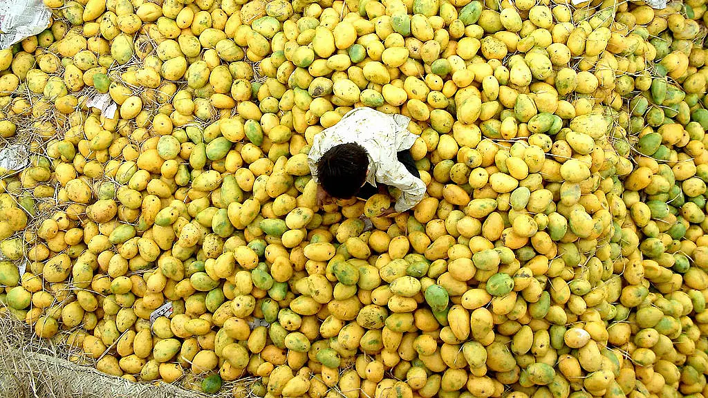 A Complete History Of The Mango - From The Times of Mauryas To Mughals