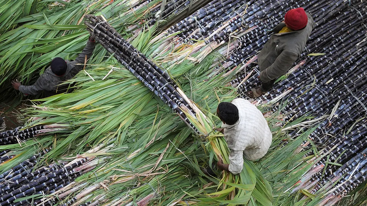 India Needs To Be Urgently De-addicted From Sugarcane Farming And Sugar Production