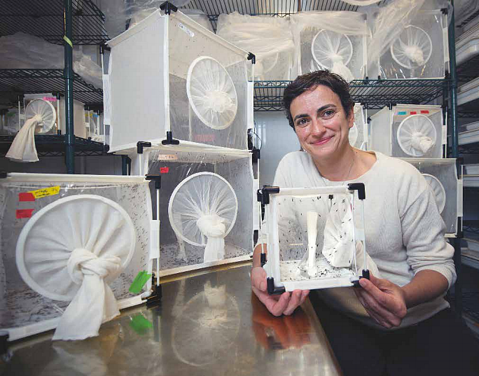 Flaminia Catteruccia has been able to delete mosquito genes responsible for
hosting the malarial parasite. It may now be possible to conquer malaria.