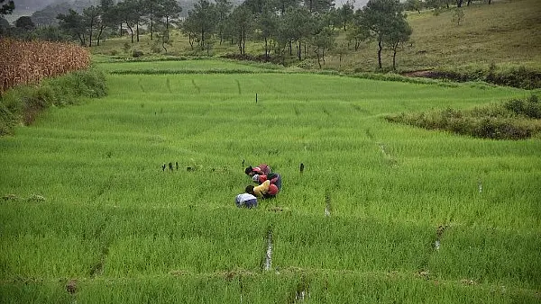 Vertical Farming May Be The Way To Go For India As Cities Eat Into Farmland