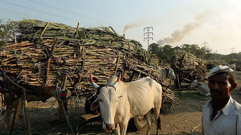 Sweetener For Sugarcane Farmers: Centre To Create Sugar Buffer Stock
