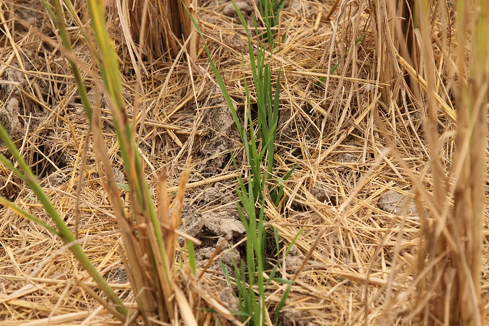 Wheat germinating through paddy straw at BISA in Ludhiana. Photo by Vivian Fernandes.