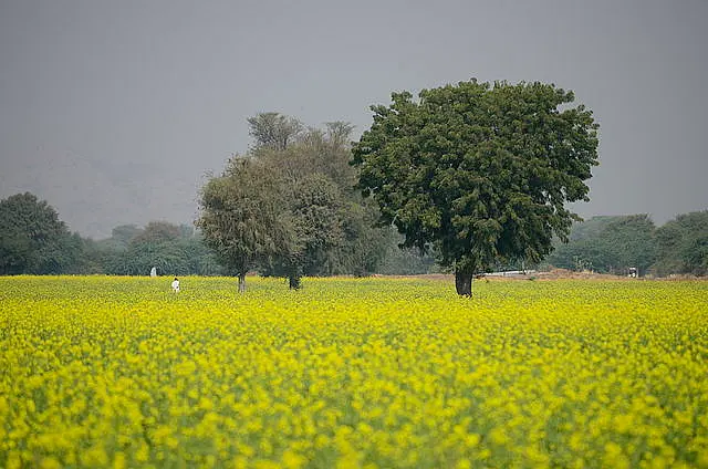 Rajasthan’s Reforms Story