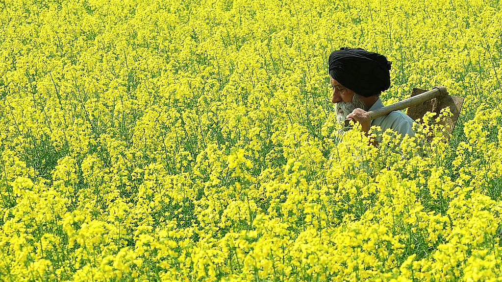 Release GM Mustard And Bt Brinjal for Cultivation Now: RCGM Chairman B Sesikaran