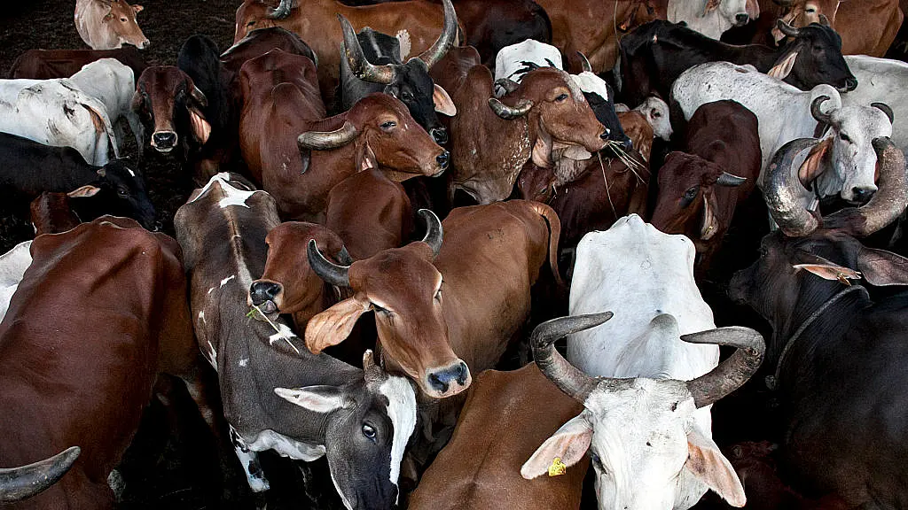 Everything You Wanted To Know About New Livestock Sales Rules But Were Too Embarrassed To Ask