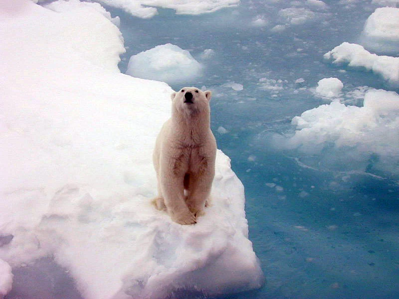 Arctic regional sea ice is expected to decline significantly before 2050. (NOAA)