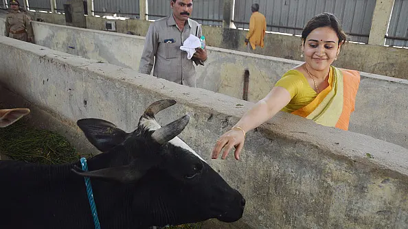 Under Samajwadi Party Rule, Aparna Yadav’s NGO Pocketed 86 Per Cent Of ‘Goseva Ayog’