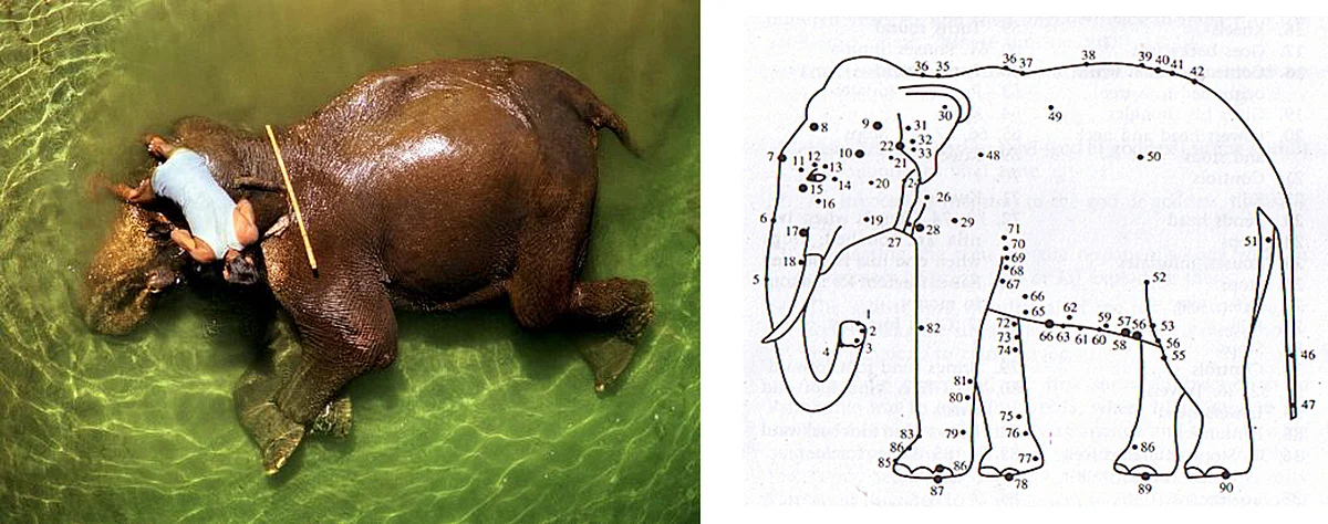 Left:Elephant with Mahout(National Geographic) Right: from ’Marma Chikitsa in Traditional Medicine’ Courtesy: L.S.P.S.S Publication, Chennai<br>