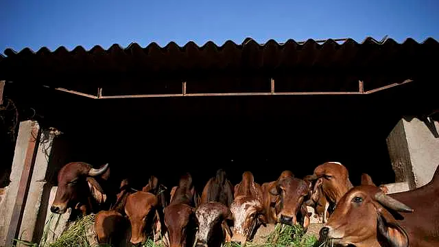 Gujarat: Gang That Cheated Over 50 Cattle Owners After Faking Identities Busted, Here’s What Happened