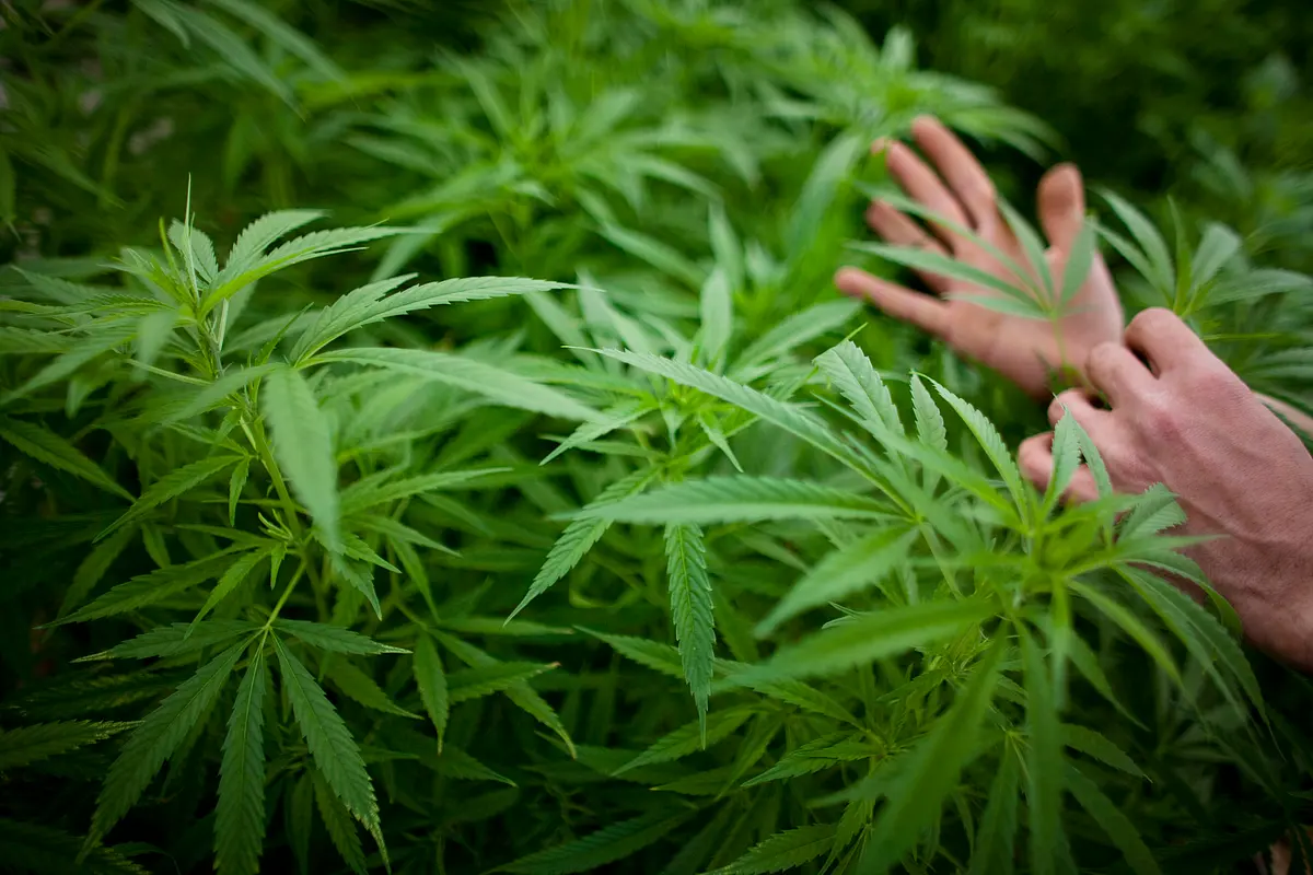 Bill To Legalise Marijuana In India To Be Tabled In The Winter Session Of Parliament