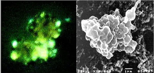 Micro-organisms collected by ISRO at the height of 41 kilometres (2003)