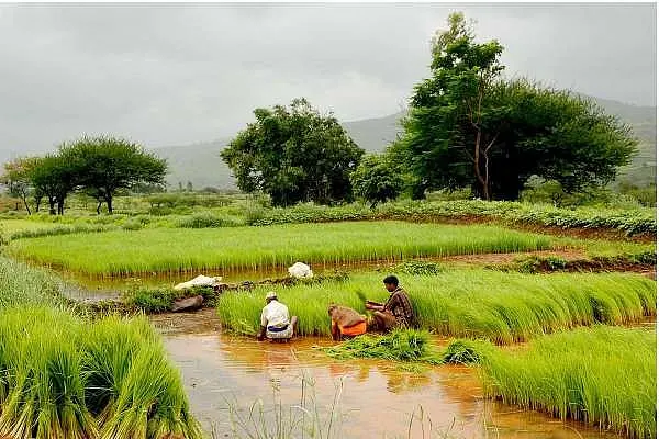 Modi Sarkar’s Strategy To Bluff Its Way Out Of Farm Stress Can Prove Costly
