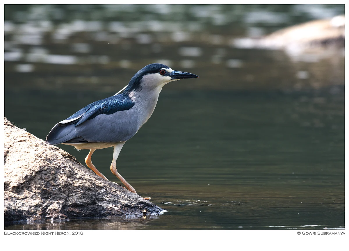 Black-crowned Night Heron