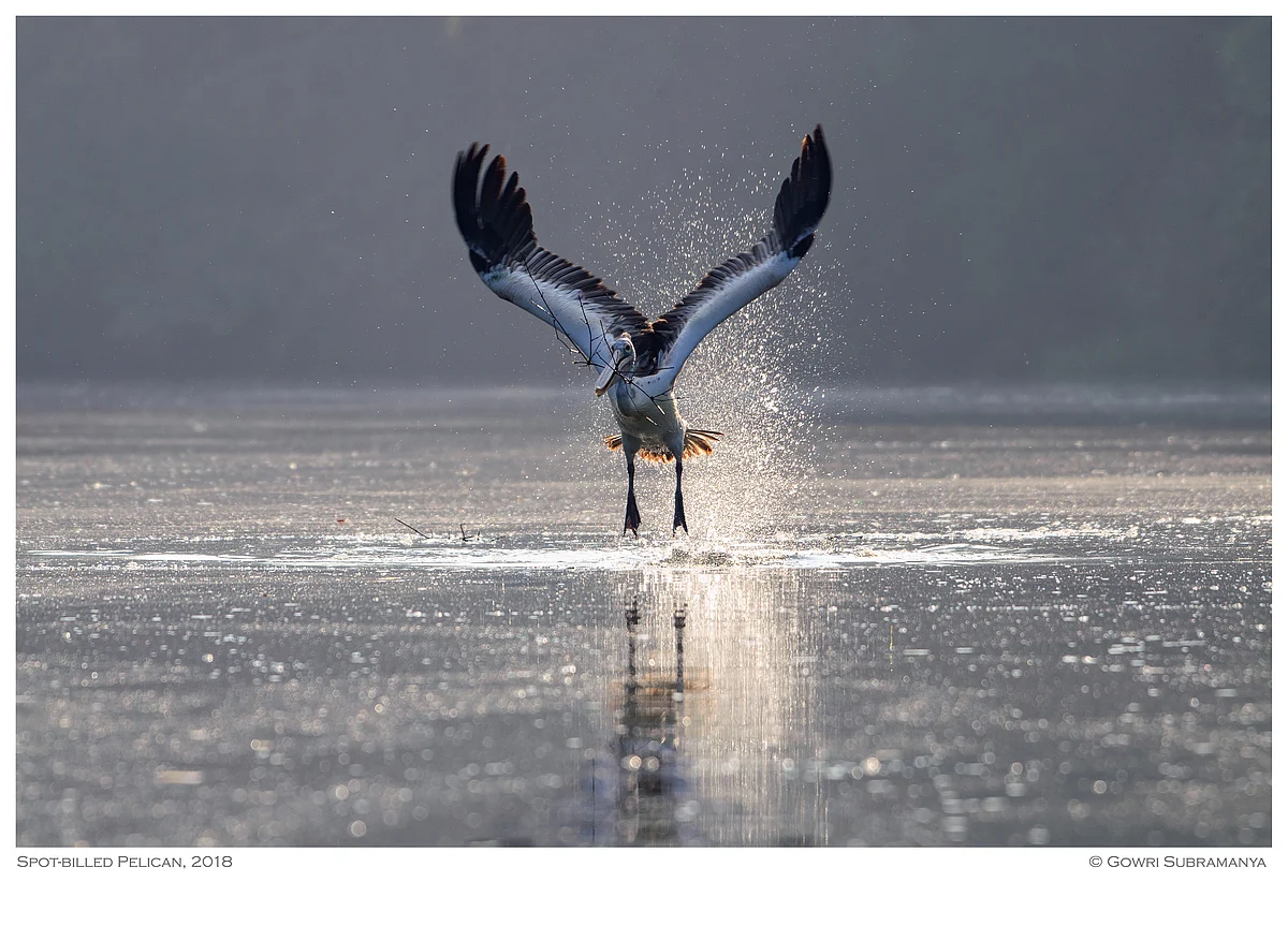 Spot-billed Pelican