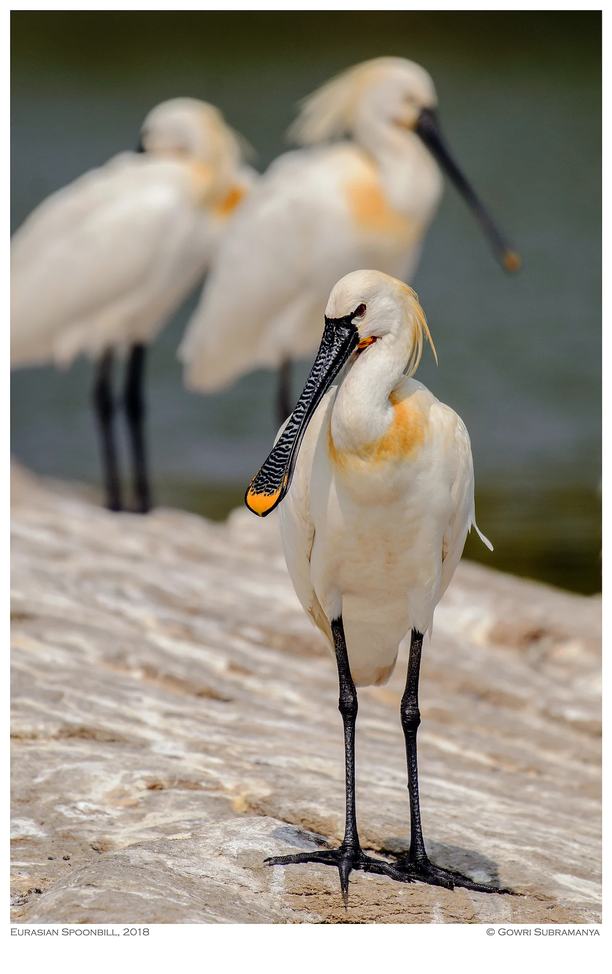 Eurasian Spoonbill