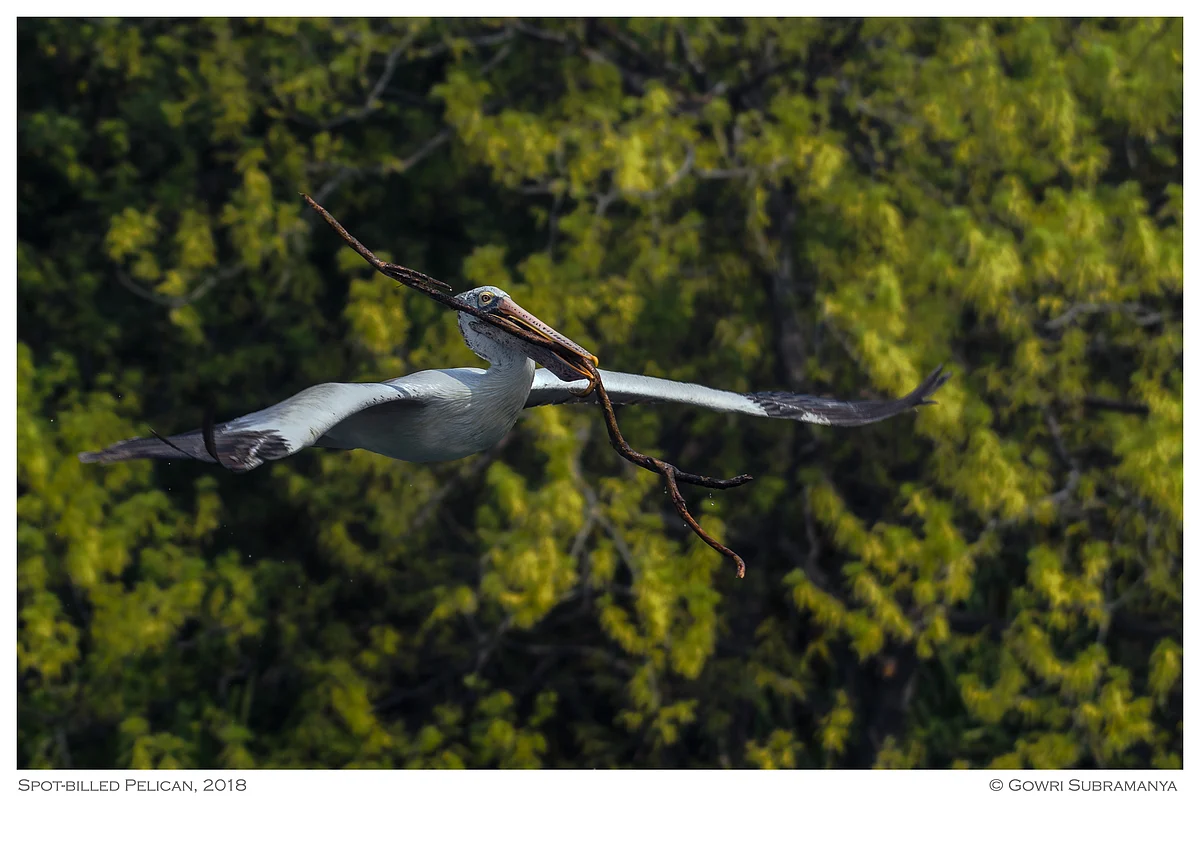 Spot-billed Pellican