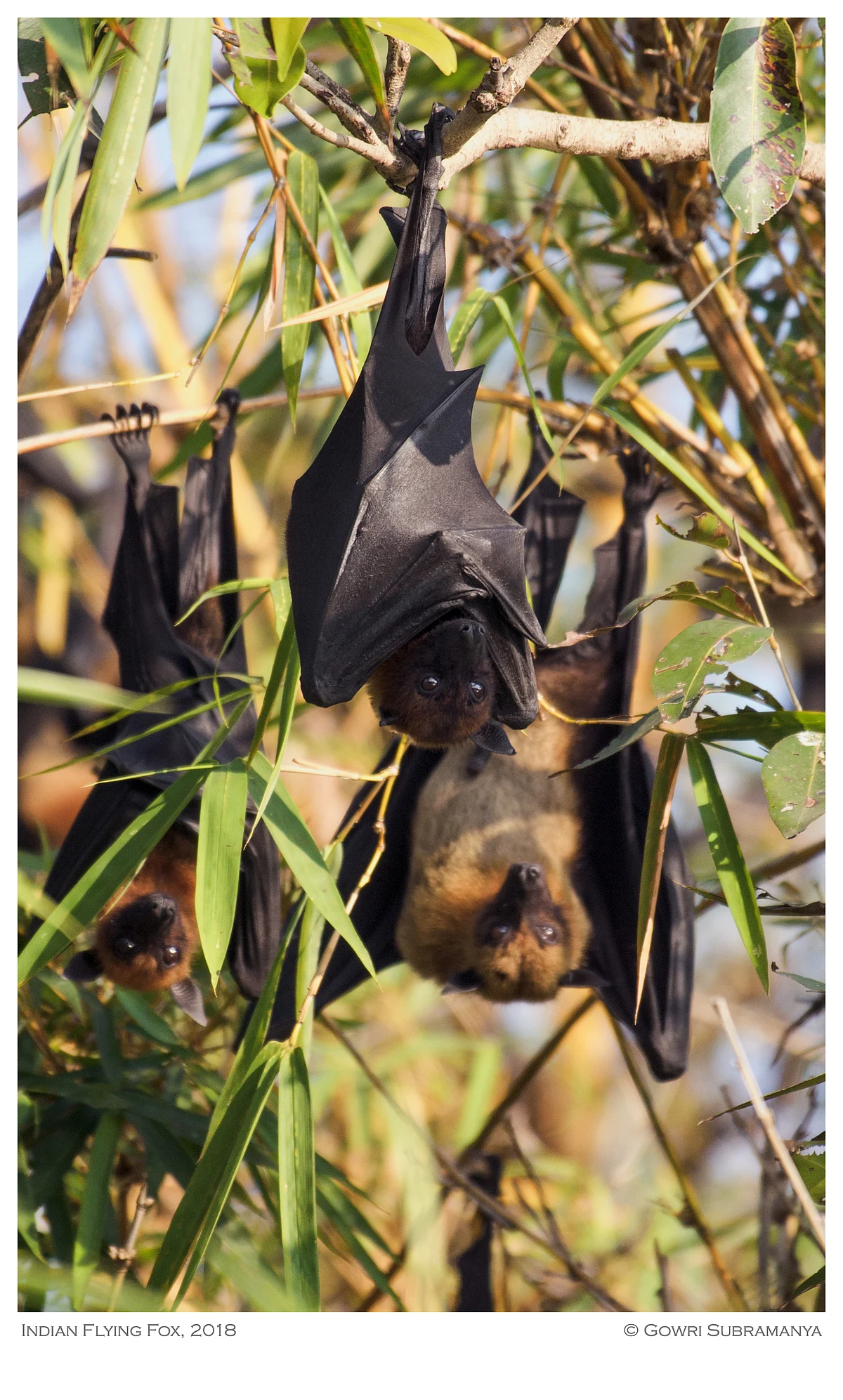 Indian Flying Fox