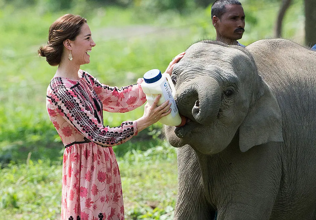 Saving Our Jumbos: Buzz Of Bees To Keep Elephants Off Tracks