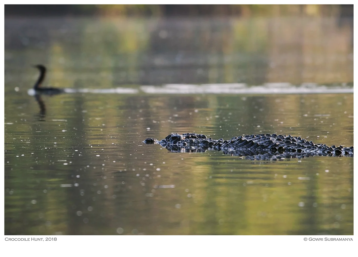Crocodile Hunt