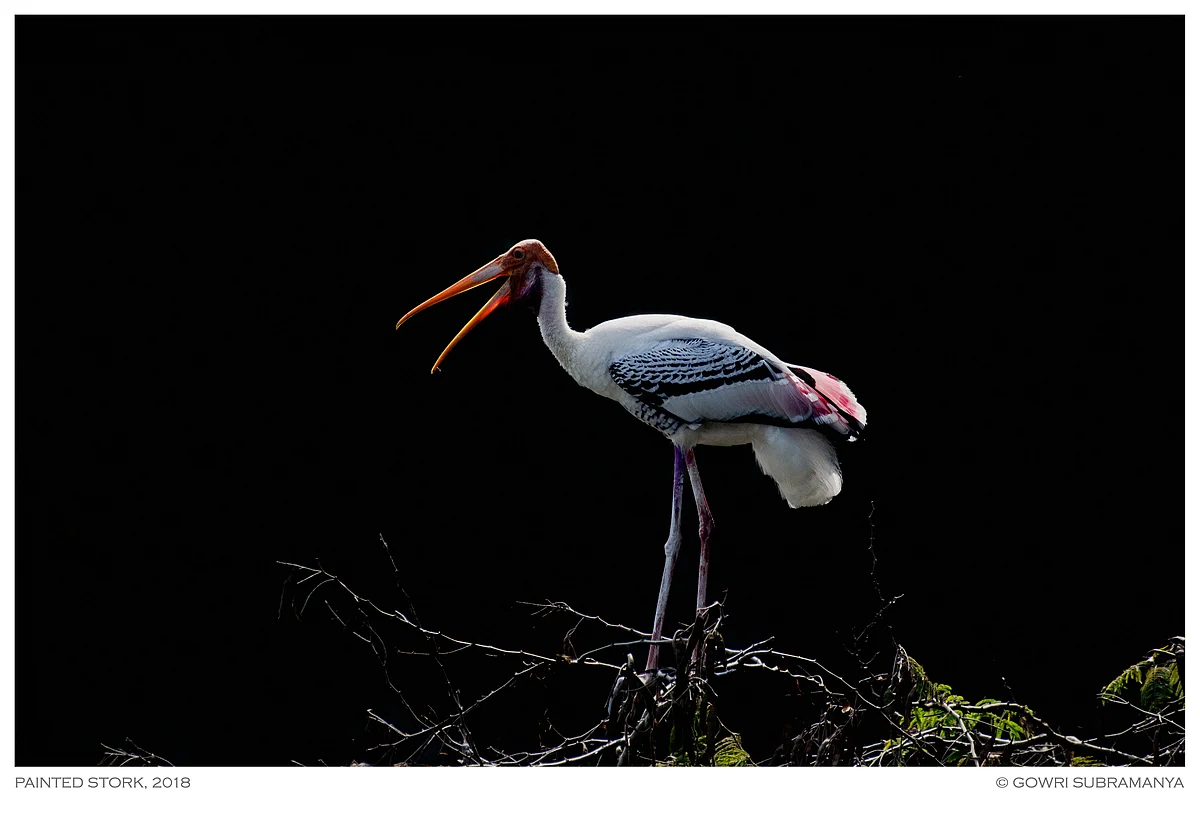 Painted Stork
