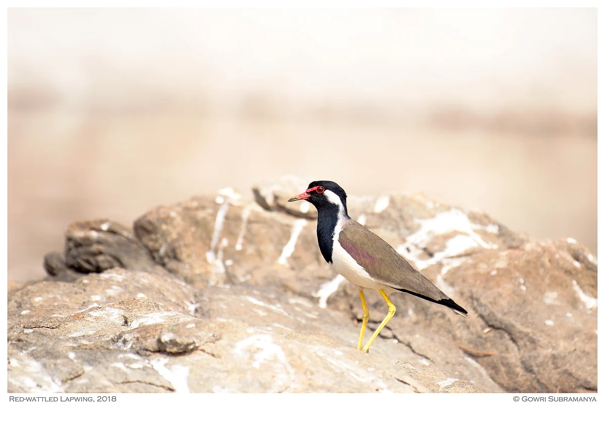 Red-wattled Lapwing