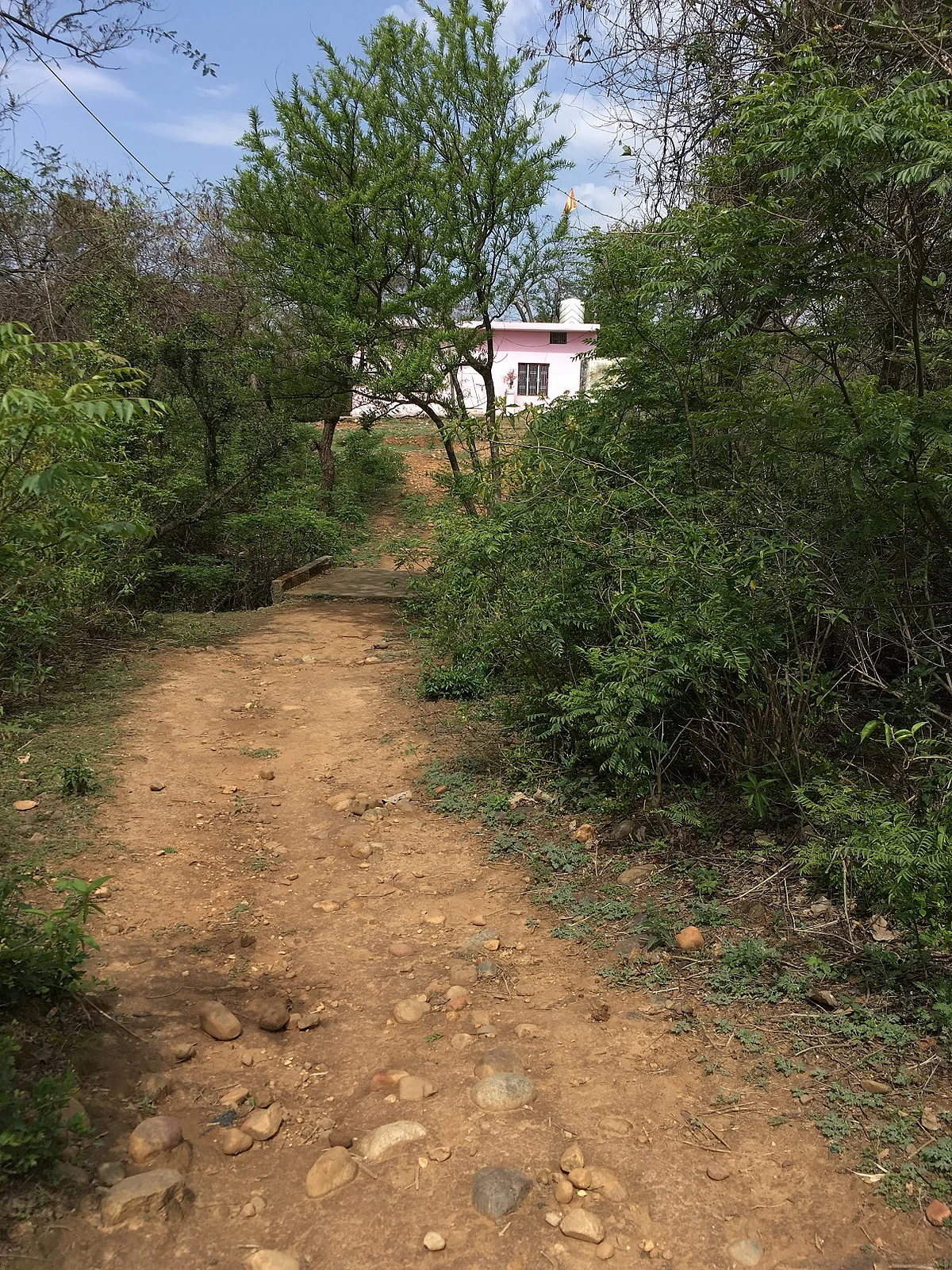 The mud track from Sanji Ram’s house that leads to the Devasthan (in pink). The stretch visible is almost half of the entire path. A few steps towards the left leads one to the spot where the body was allegedly discovered by one Jagdish Raj.