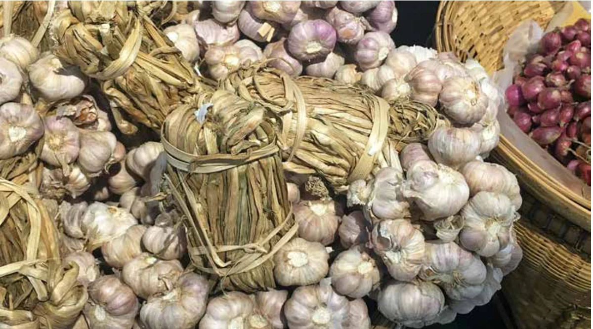 Garlic, the Mandsaur famers’ favourite. 