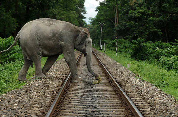 Safety Is Not Just The Buzzword; Indian Railways Uses Sound Of Bees Buzzing To Keep Elephants Off Railway Tracks