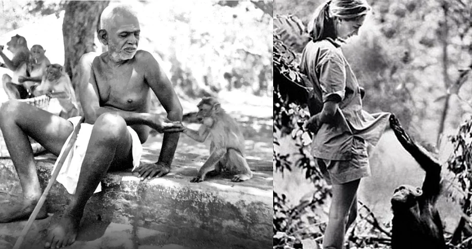 Both Ramana Maharishi and Jane Goodall used “he” and “she” to refer to non-human primates. Maharishi’s observations on monkey communities are insightful treasures which need to be studied by cognition scientists. 