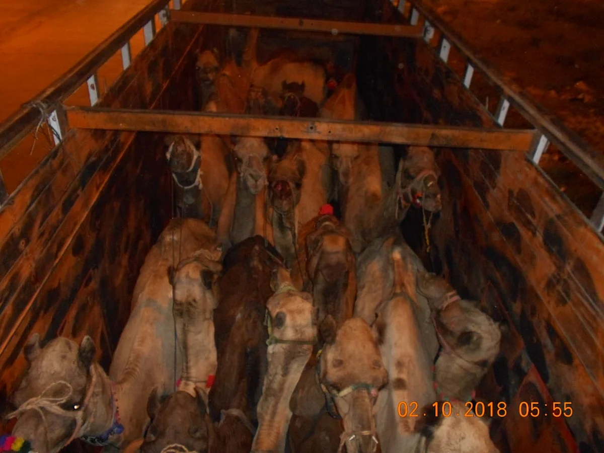 The camels when they were rescued
