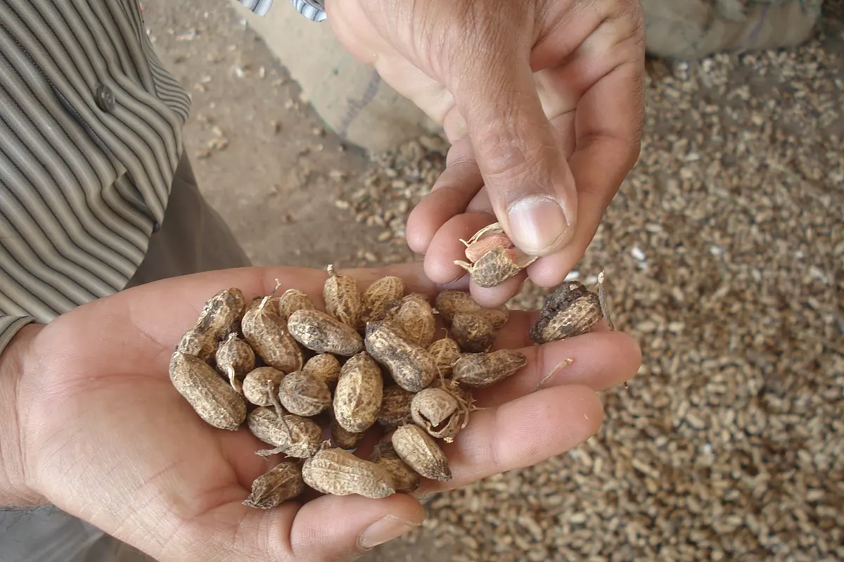 Two Options That Union And State Governments Can Look At To Help Farmers