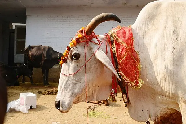 Farmers In Punjab Are Releasing Stray Cattle In Government Buildings-Here’s Why National Media Isn’t Telling You This