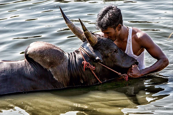 Jallikattu is not just a sport, but an integrated system with the local agro-eco web.