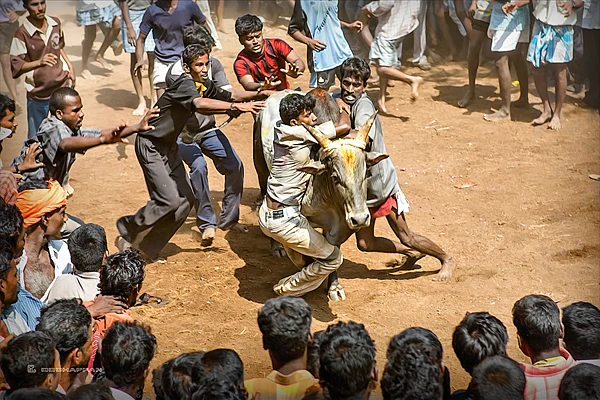 Jallikattu