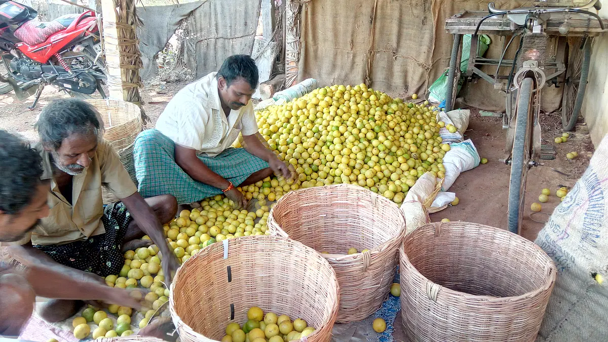 This eNAM In Andhra Pradesh’s Nellore District Is Yet To Embrace Digital Governance
