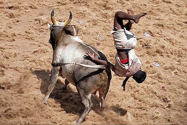 Jallikattu: Embracing an ancient tradition