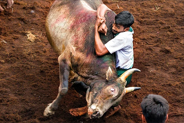 Youngsters could win the hearts of their beloved — only by taming the bulls.