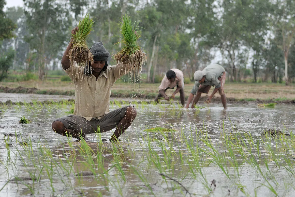 PM Fasal Bima Yojana: Govt Sets Up Committee To Overhaul Scheme From Kharif 2022
