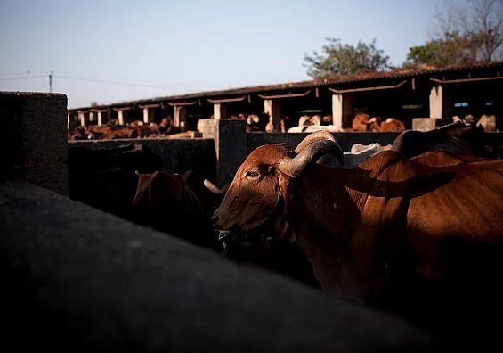 Cows at the Shree Gopala Goshala cow shelter in Bhiwandi, India. 