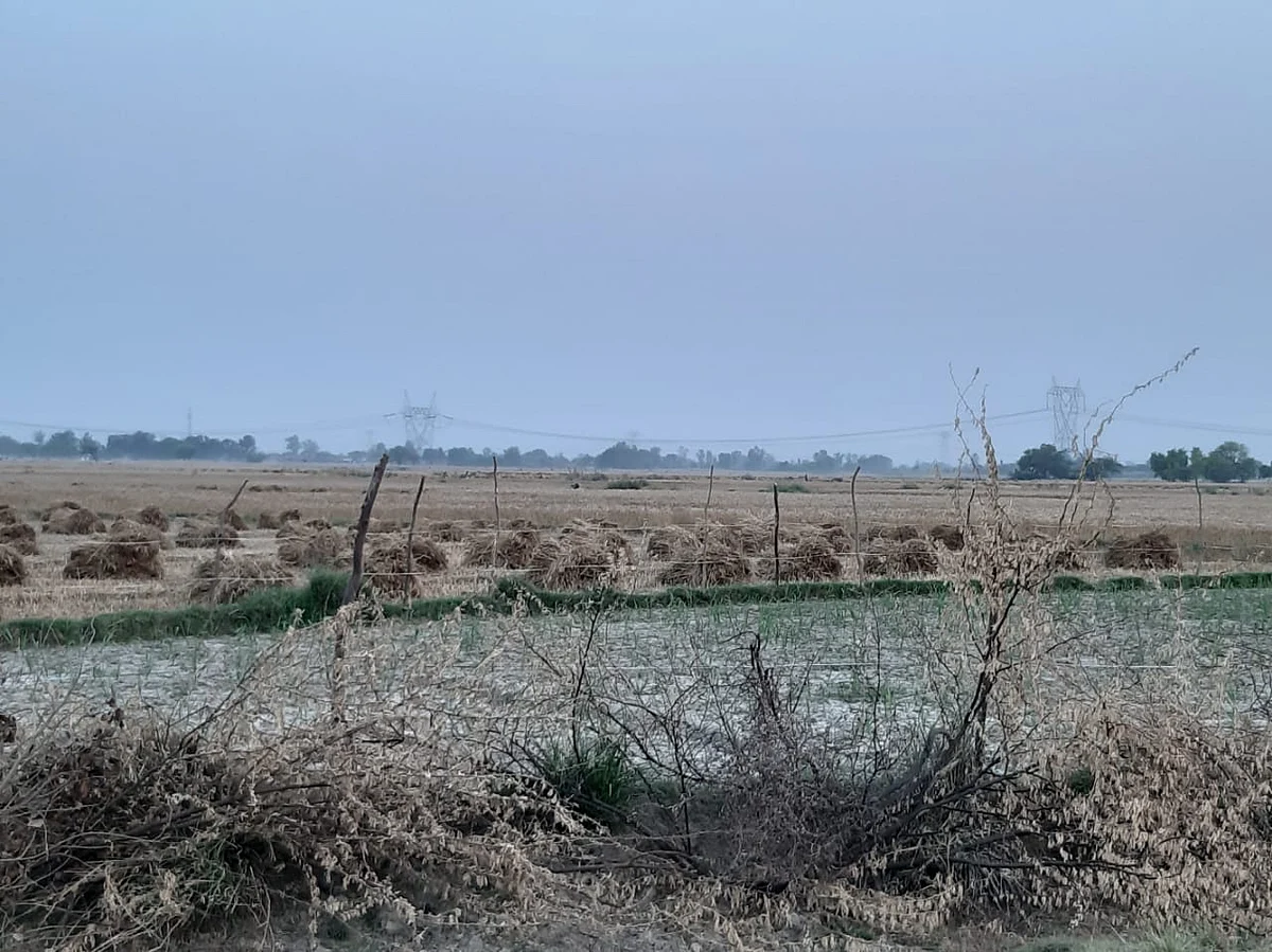 People have fenced their fields in Kannuaj because of stray cattle menace