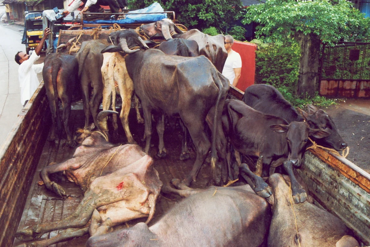 Cows being illegally transported in coastal Karnataka (Pic by Manju Neereshwallya) 