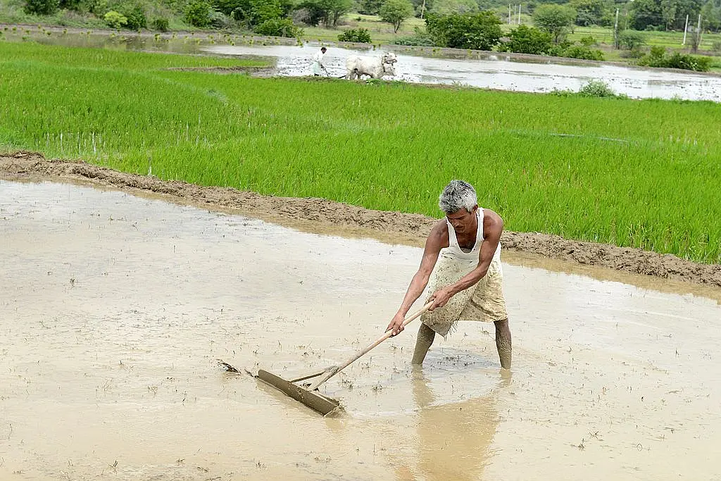 Why The Government Needs To Review Support Price And Other Agricultural Policies