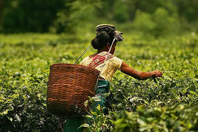 Darjeeling Stares At A Crisis As Its Golden Leaf, Called The ‘Champagne Of Teas’, Is Going To Waste