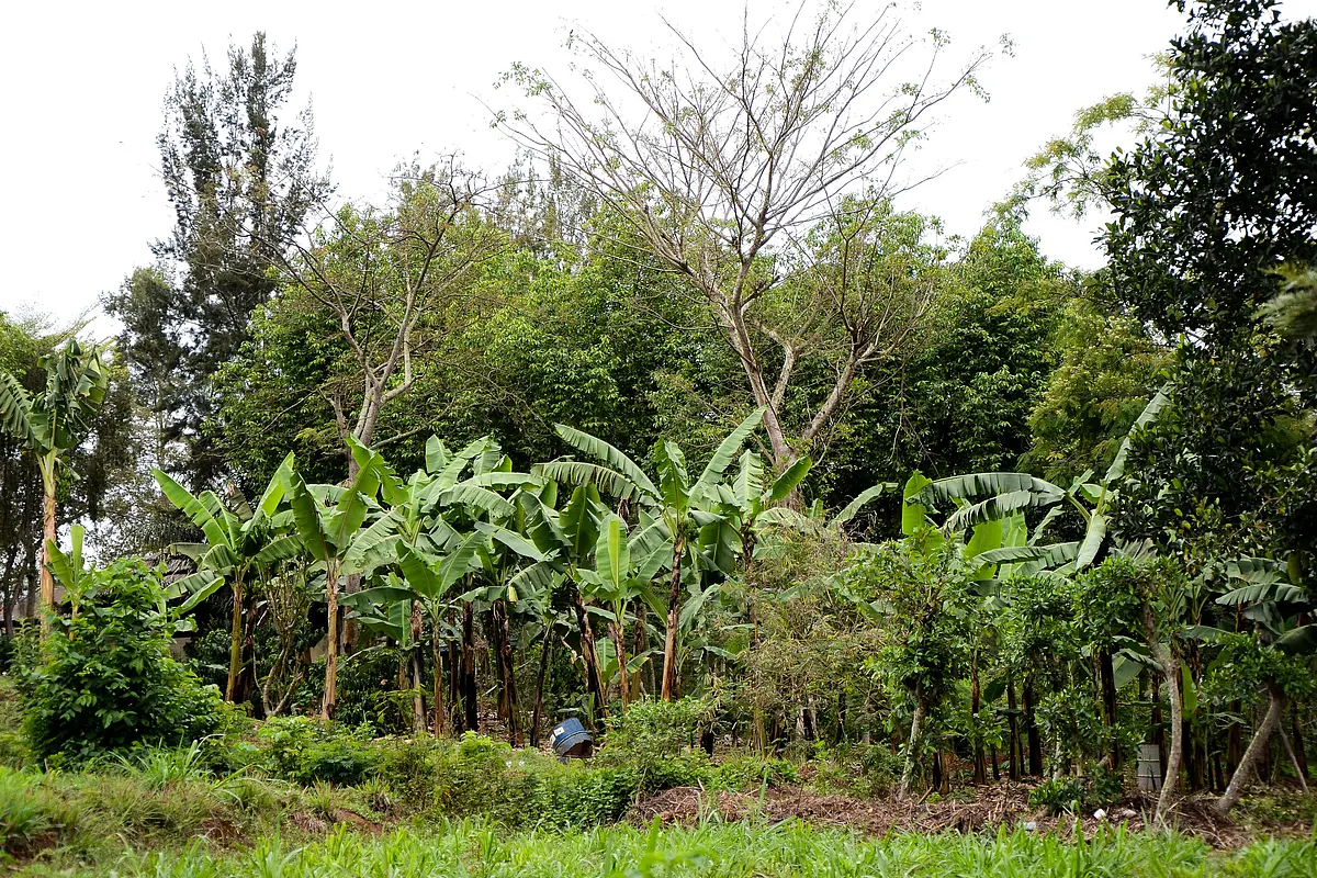 Indian Farmers Would Do Well To Invest In Agroforestry
