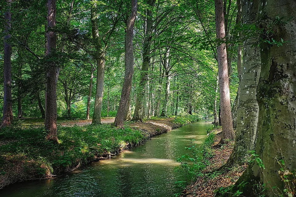 Agro-forestry Along River Banks: How Exactly Do Trees Help?
