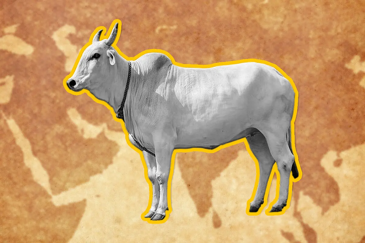Why World’s Largest Milk Producer India Hasn’t Cashed In On Rising Global Demand For Dairy Products