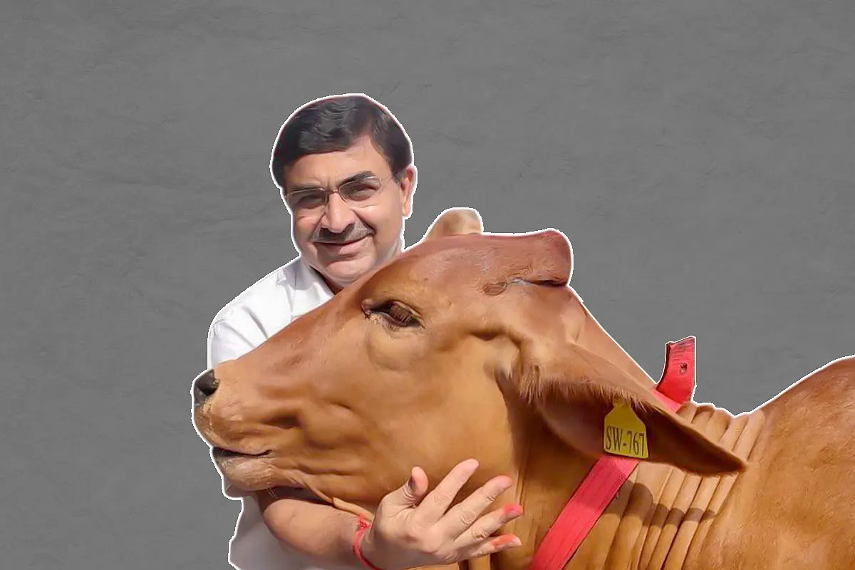 Why India’s Top Cow Official Wants Healthy Bulls And Cows Out Of Gaushalas